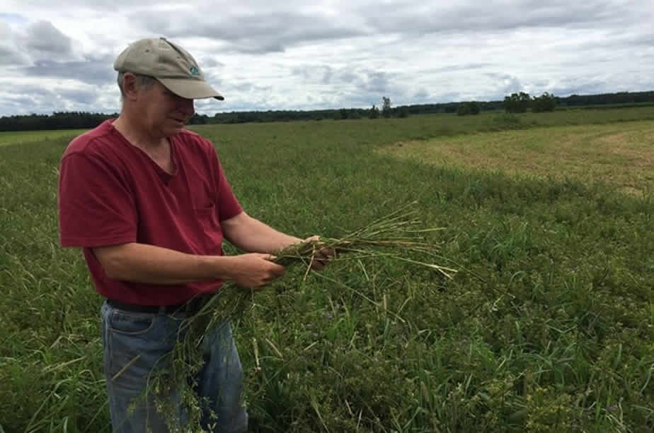La pluie bousille les rendements en Montérégie-Ouest
