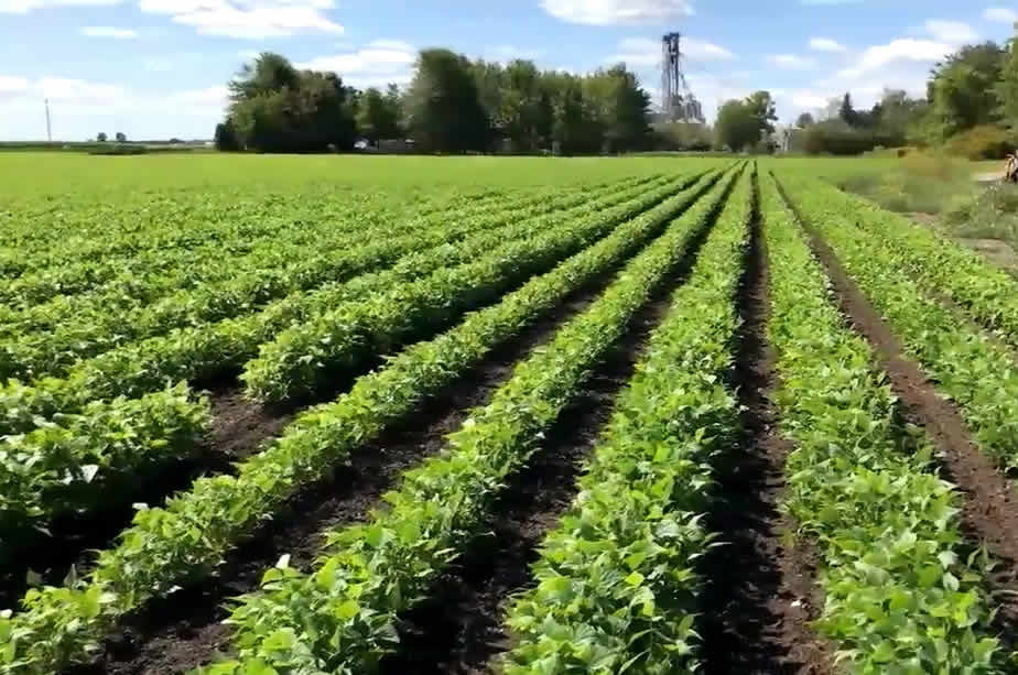 «La province au complet est arrosée au  »Roundup »»