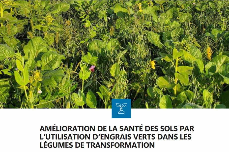 2025-03-26-amelioration-de-la-sante-des-sols-par-lutilisation-dengrais-verts-dans-les-legumes-de-transformation
