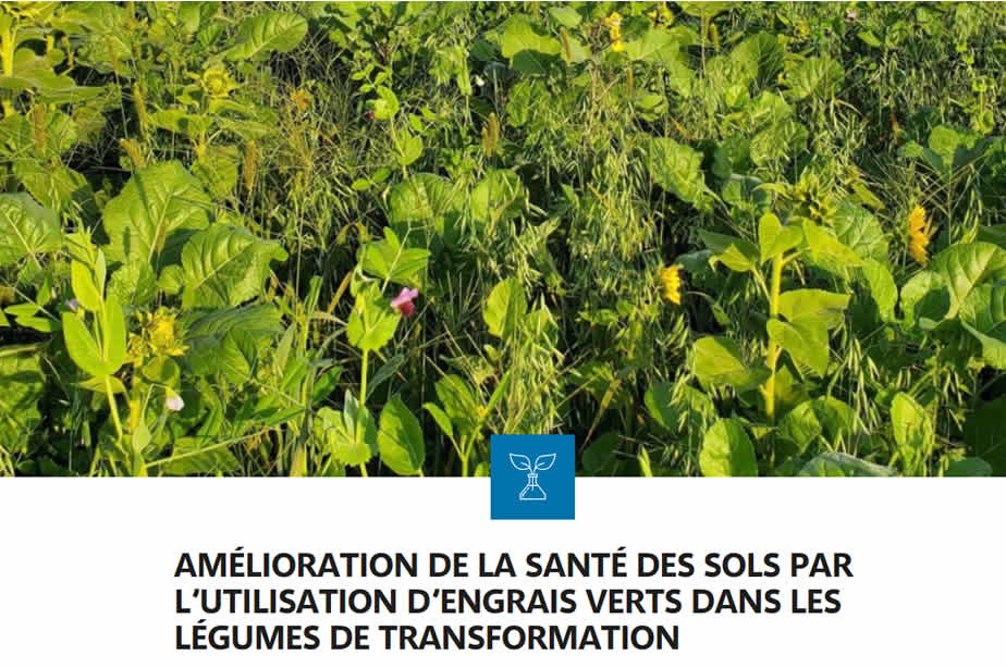 Amélioration de la santé des sols par l’utilisation d’engrais verts dans les légumes de transformation