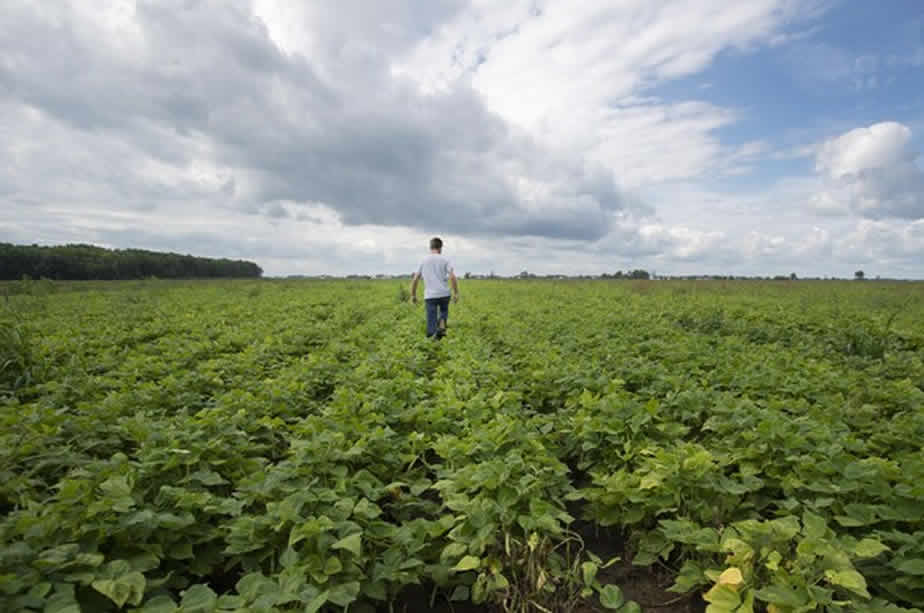 Le bio rend-il service à l&rsquo;environnement?